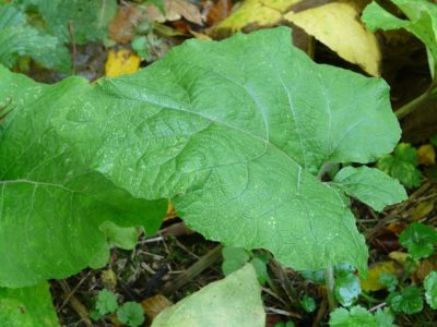 The Ancient Edible Plant That Combats Dandruff, Heals Wounds, And Provides Energy