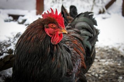 The Right Way To Treat Frostbite In Chickens