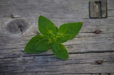 Immune-Boosting ‘Miracle Herbs’ Your Ancestors Used