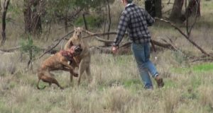 VIDEO: Man Punches A Kangaroo In The Face To Rescue His Dog