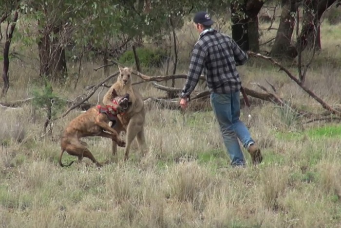 Man Punches A Kangaroo In The Face To Rescue His Dog