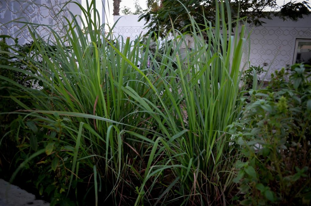 Lemongrass: The High-Yield Herb That’s Easy To Grow Indoors
