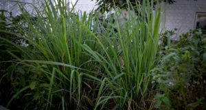 Lemongrass: The High-Yield Herb That’s Easy To Grow Indoors