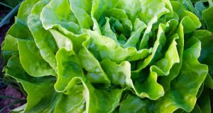 Growing Salad Year-Round: The Right Way To Do It