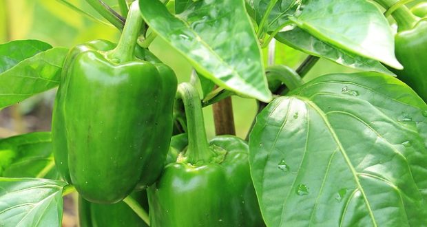 How To Grow Peppers Indoors All Winter Long
