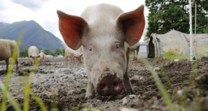 The Easiest Way To Train Pigs To An Electric Fence