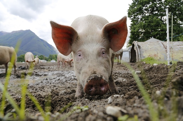 The Easiest Way To Train Pigs To An Electric Fence
