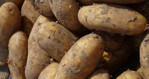 The Best Way To Grow Indoor Potatoes Is In A … Garbage Bag?