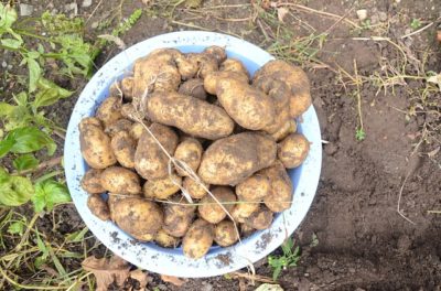 Potatoes: Which Varieties Store The Longest, Cook The Best, And Grow Just About Anywhere