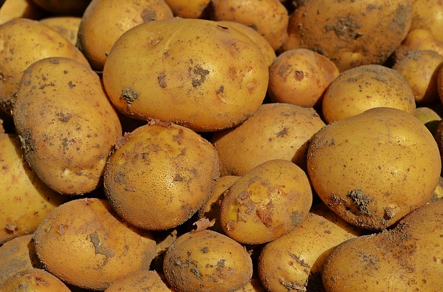 Potatoes: Which Varieties Store The Longest, Cook The Best, And Grow Just About Anywhere