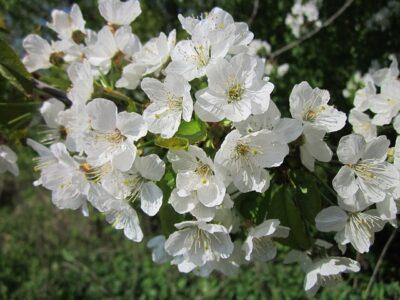 The Popular Homestead Tree That Could Kill Your Livestock