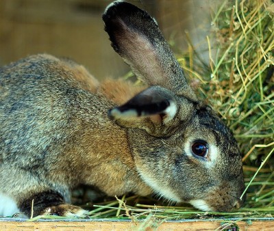 The 5 Best Livestock For Beginning Homesteaders