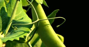Everything You Possibly Could Want To Know About Growing Peas