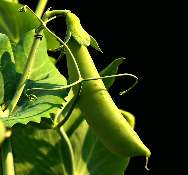 Everything You Possibly Could Want To Know About Growing Peas