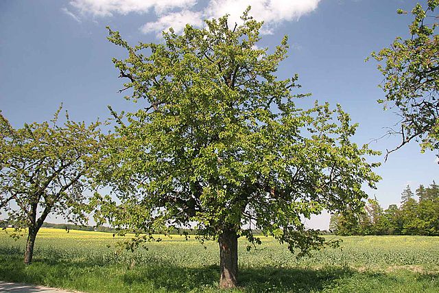 The Popular Homestead Tree That Could Kill Your Livestock