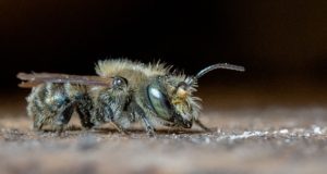 The Insect That Pollinates 200 Times BETTER Than Honeybees