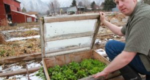 How To Grow Tomatoes, Outdoors, During Winter