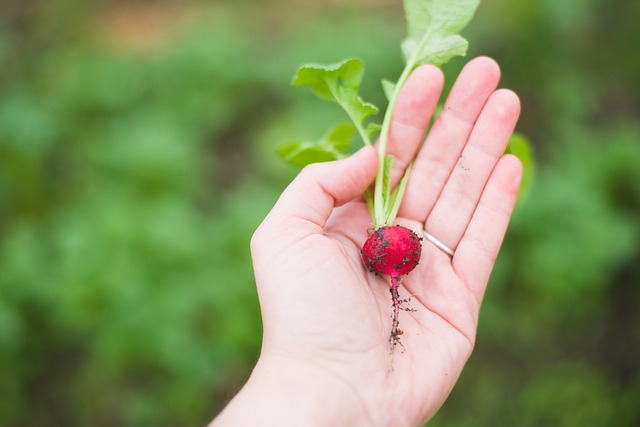 Radishes: The Underrated Indoor Vegetable You Can Grow In 1 Month