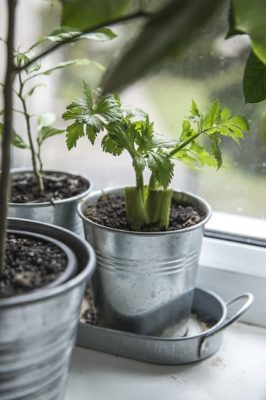 5 Overlooked Mistakes That Can Ruin Your Indoor Garden