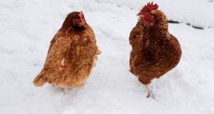 The Smartest (And Easiest) Ways To Keep Chickens Warm During Winter