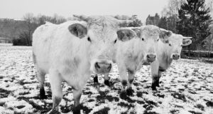 Free-And-Clever Tricks To Keep Livestock Water From Freezing