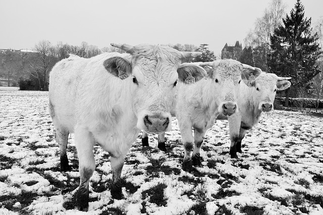 Free-And-Clever Ways To Keep Livestock Water From Freezing