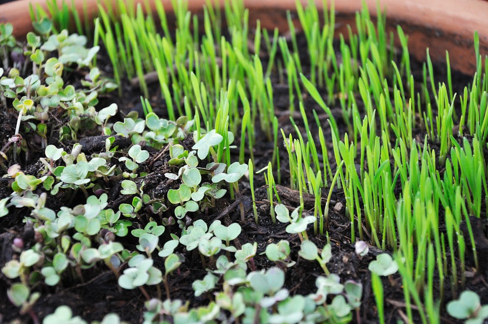 Edible Greens In Only 10 Days? Yep -- And You Can Do It Indoors