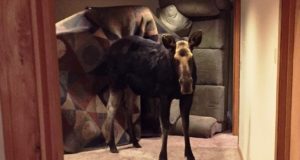 Moose Falls Into Family’s Basement … And Refuses To Get Out