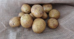 How To Grow Potatoes Indoors, Using Straw