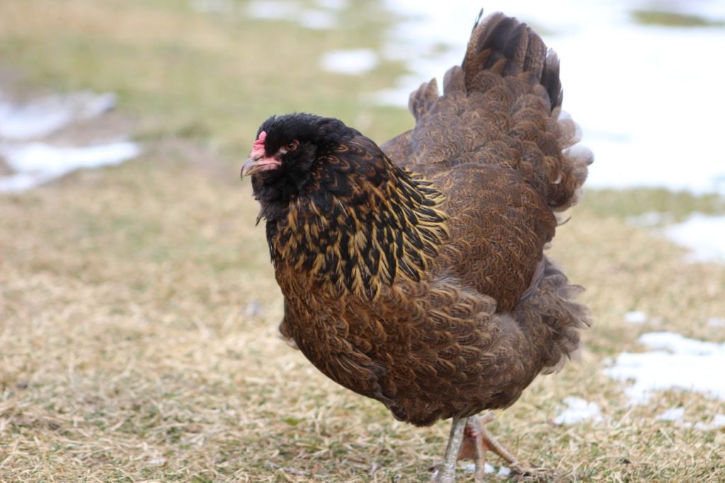 Cold-Hardy Chicken Breeds That Can Thrive Anywhere