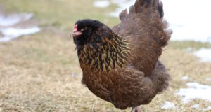 Cold-Hardy Chicken Breeds That Can Thrive Anywhere