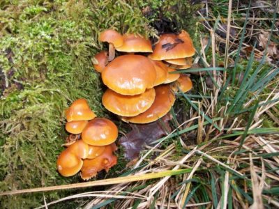3 Edible Mushrooms That Defy Nature & Grow During Winter