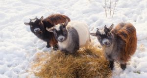 10 Overlooked Ways To Keep Livestock Warm During Winter