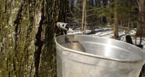 The Quick & Easy Way To Tap A Maple Tree For Syrup