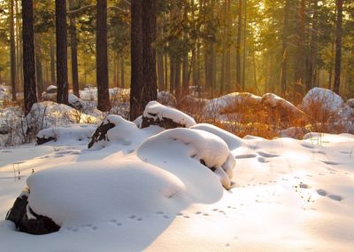 7 Instant And Natural Winter Survival Shelters