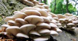 3 Edible Mushrooms That Defy Nature & Grow During Winter