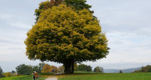 Maple Trees: Which Types Are Best For Firewood, Syrup, Shade & Foliage?