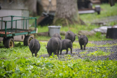 3 Reasons Heritage Hogs Are Just Plain Better Than Commercial Hogs