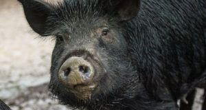 3 Reasons Heritage Hogs Are Just Plain Better Than Commercial Hogs