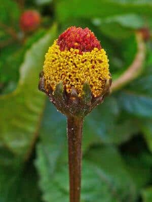 toothache plant