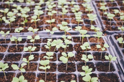 5 Dumb Seed-Starting Mistakes That Nearly Everyone Makes