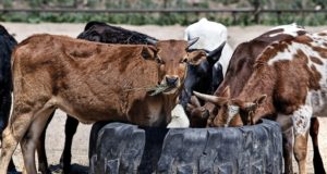 Dirt-Cheap, Non-GMO Livestock Feed? Yes!