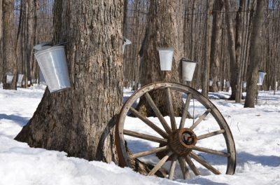 The Quick & Easy Way To Tap A Maple Tree For Syrup