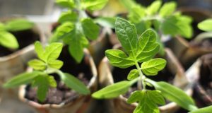 15 Slow-Growing Seeds Smart Gardeners Start In March
