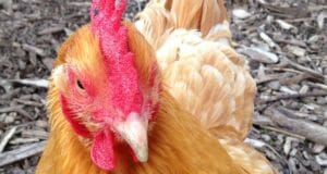Should You Clip Your Chickens’ Wings? (The Answer May Surprise You)