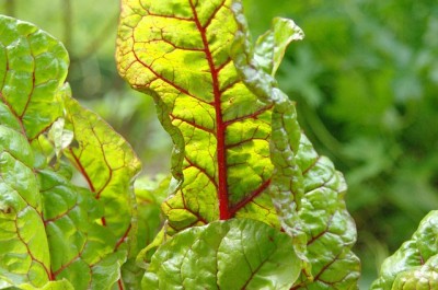 6 Frost-Tolerant Vegetables You Should Be Planting Right Now