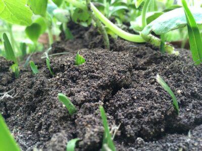 4 Common Soil Problems (And How To Easily Fix Them)