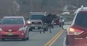 A Moose Was On The Loose In An Unlikely Area …