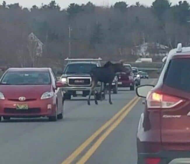 A Moose Was On The Loose In An Unlikely Area …