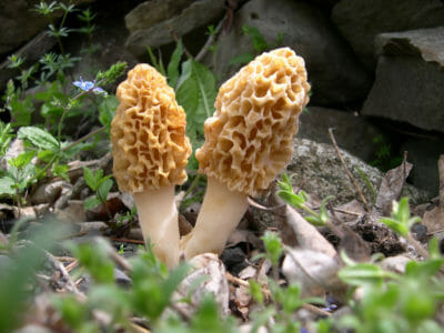3 Medicinal Mushrooms Anyone Can Find 